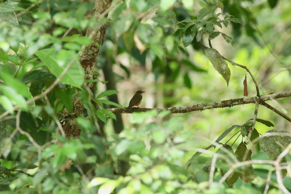 Fulvous-crested Tanager - Edward  Brinkley