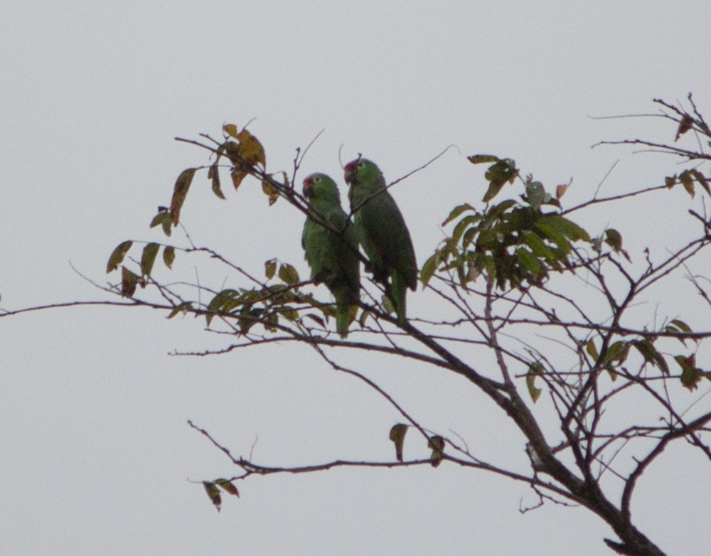 Red-lored Parrot - ML139452401