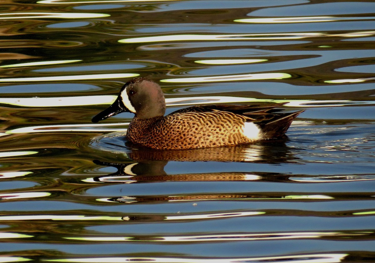 Blue-winged Teal - Duncan Poole