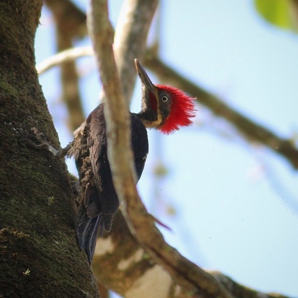Lineated Woodpecker - Keith Bailey