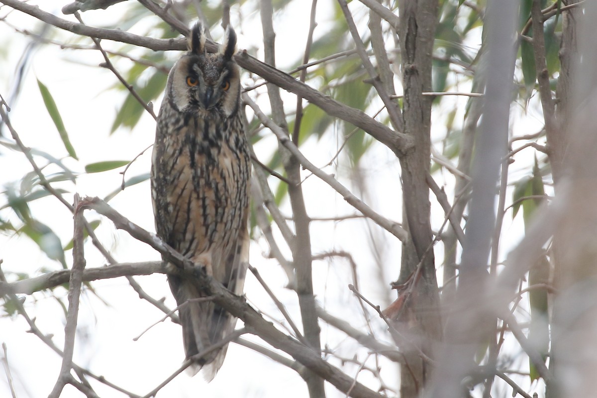 Long-eared Owl - Christopher Escott
