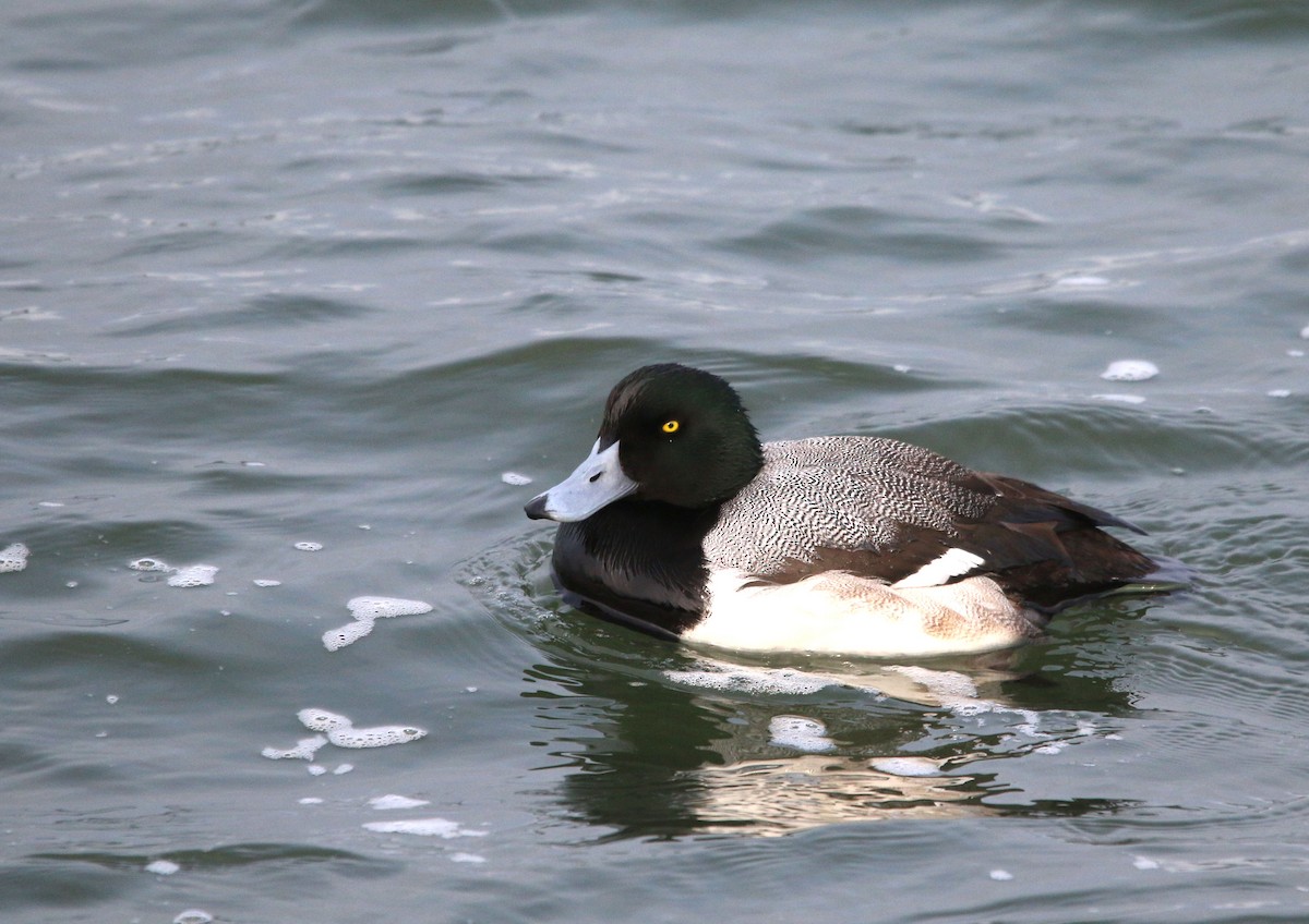 Greater Scaup - ML139457391