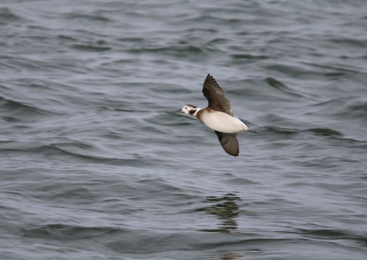 Long-tailed Duck - ML139457551