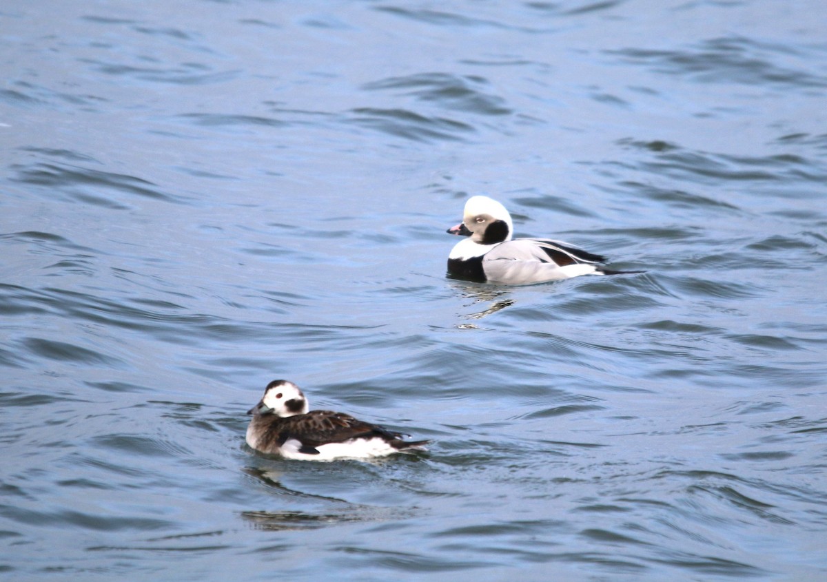 Long-tailed Duck - ML139457561