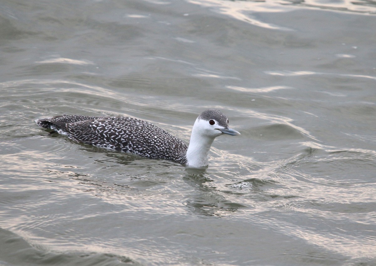 Red-throated Loon - ML139457781