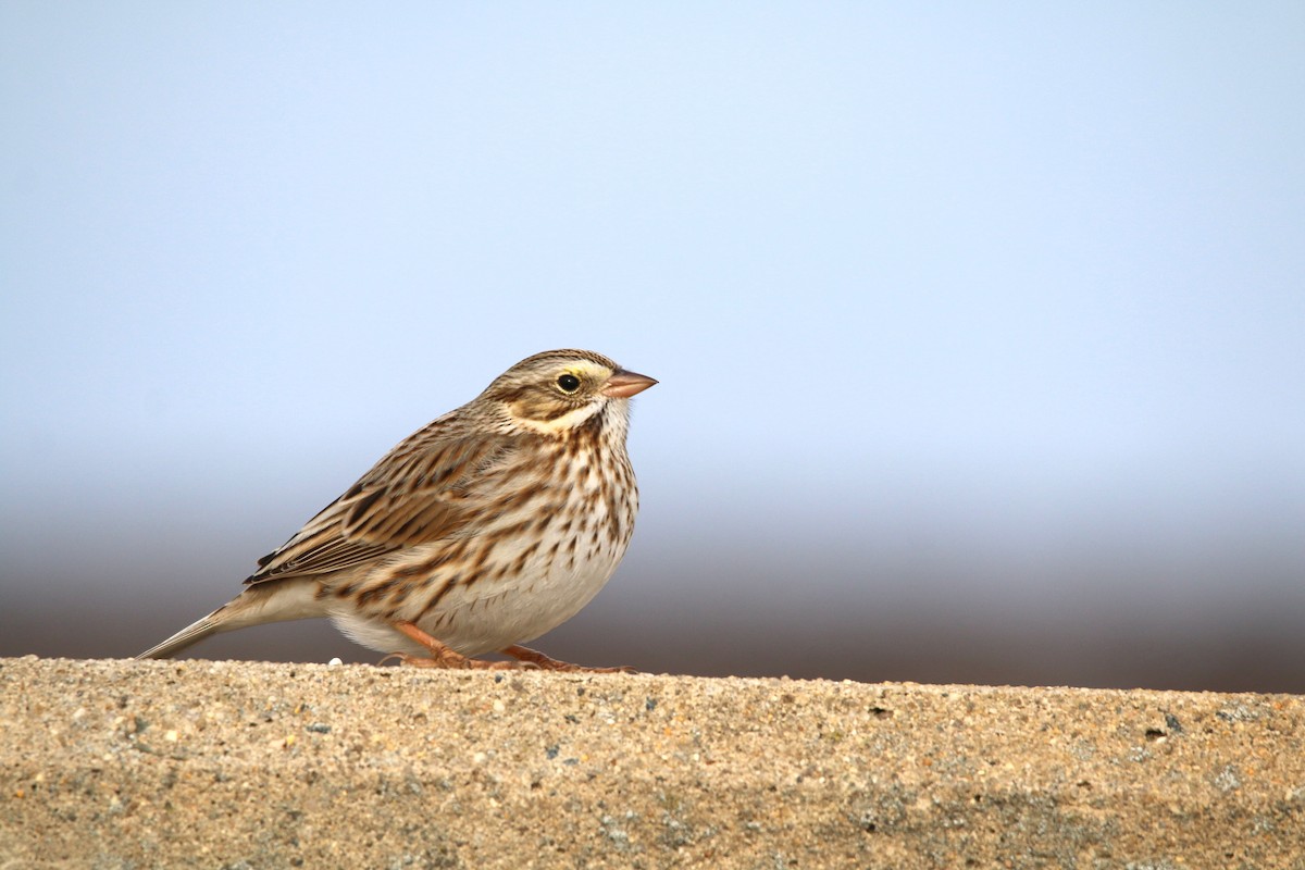 Savannah Sparrow (Ipswich) - Rob Bierregaard