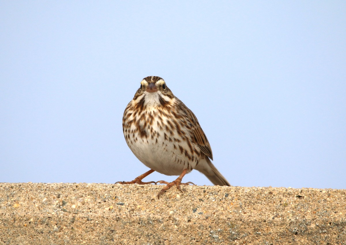 Savannah Sparrow (Ipswich) - ML139457861