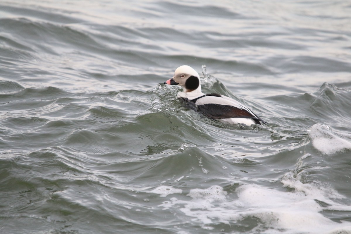 Long-tailed Duck - ML139457951