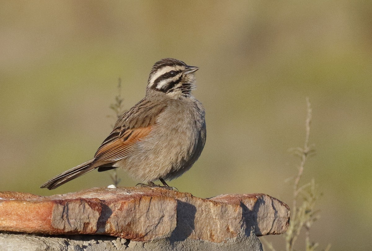 Cape Bunting - Dave Curtis