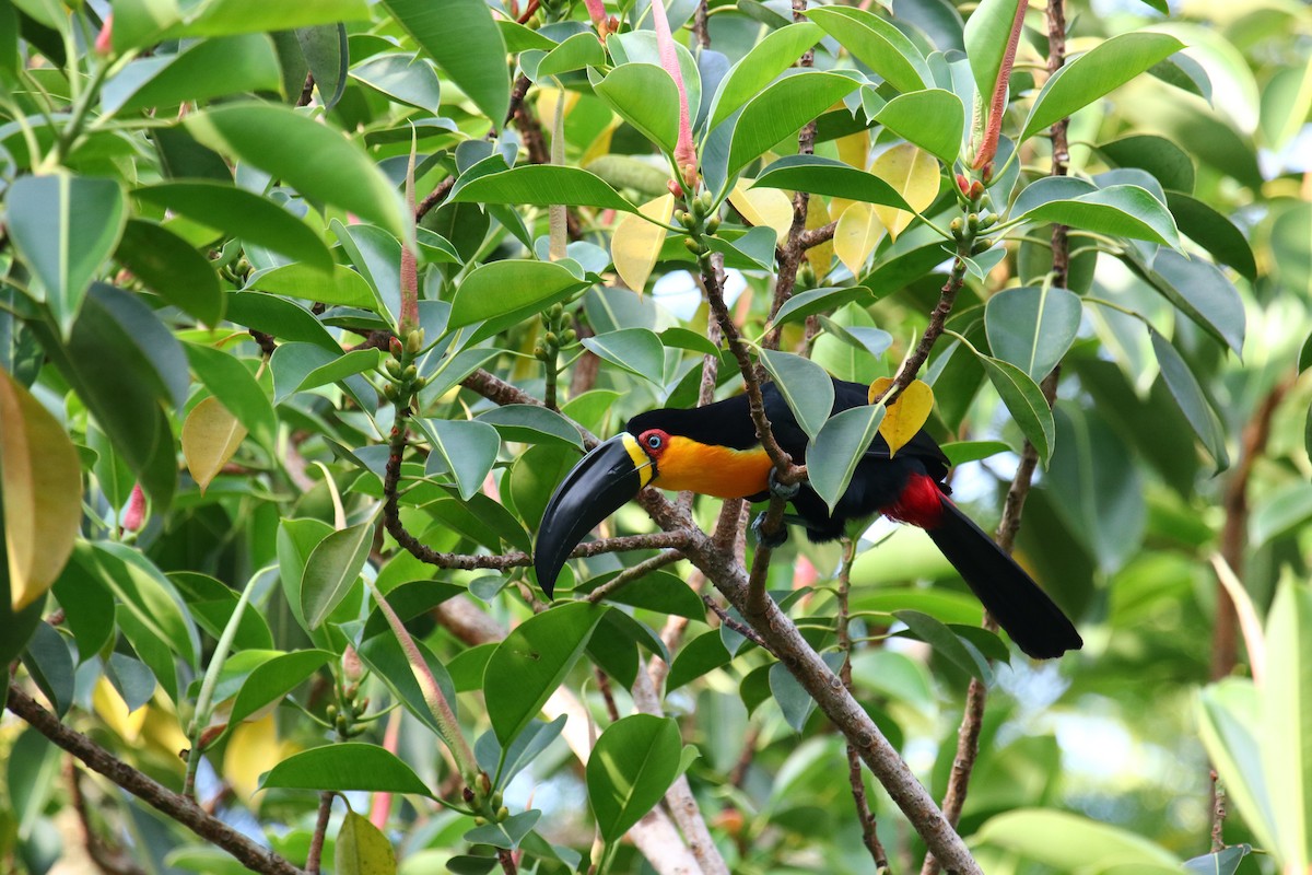 Channel-billed Toucan - Cesar Lacerda