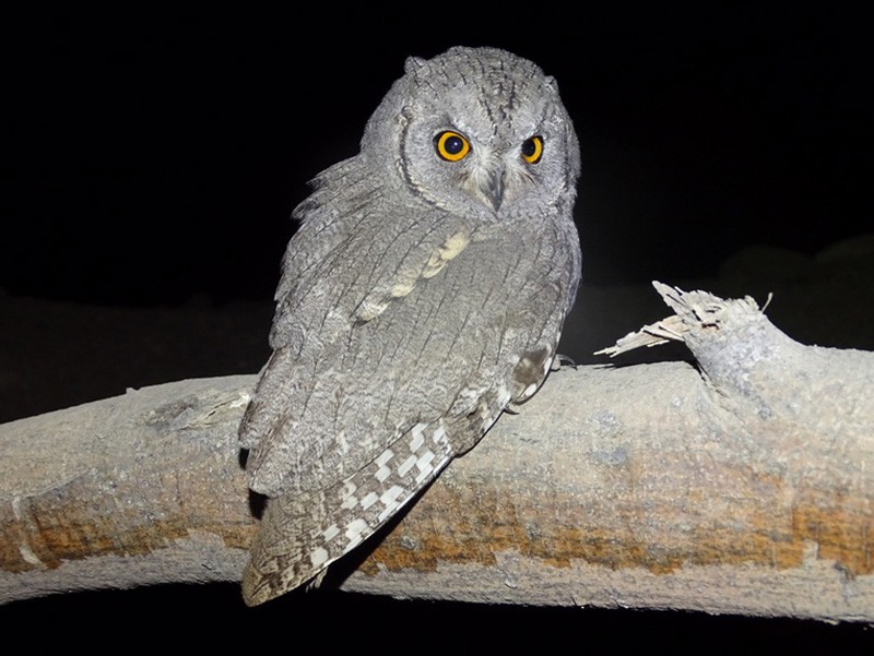 Pallid Scops-Owl - Jacky Judas