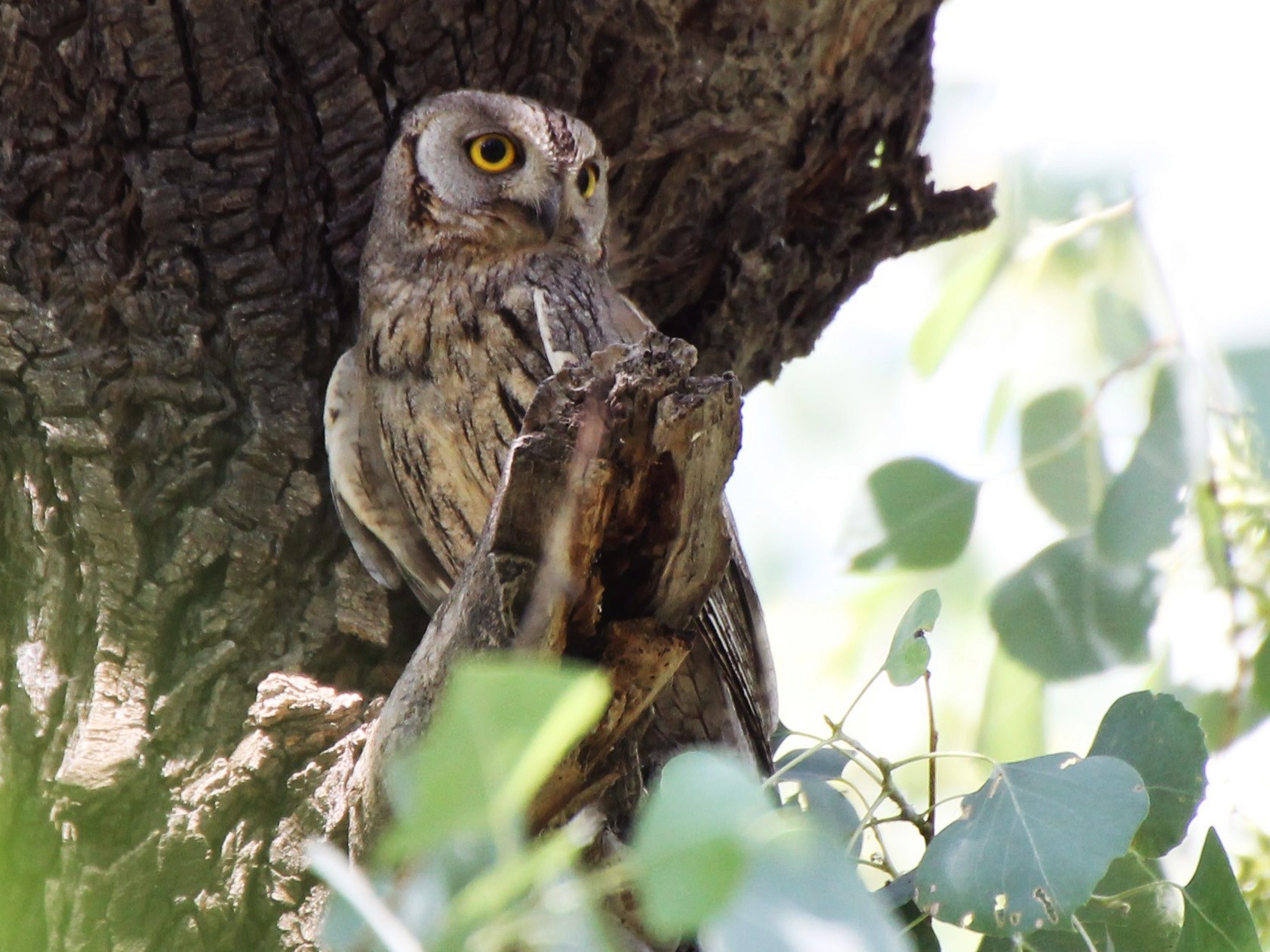 Pallid Scops-Owl - Paul Chapman