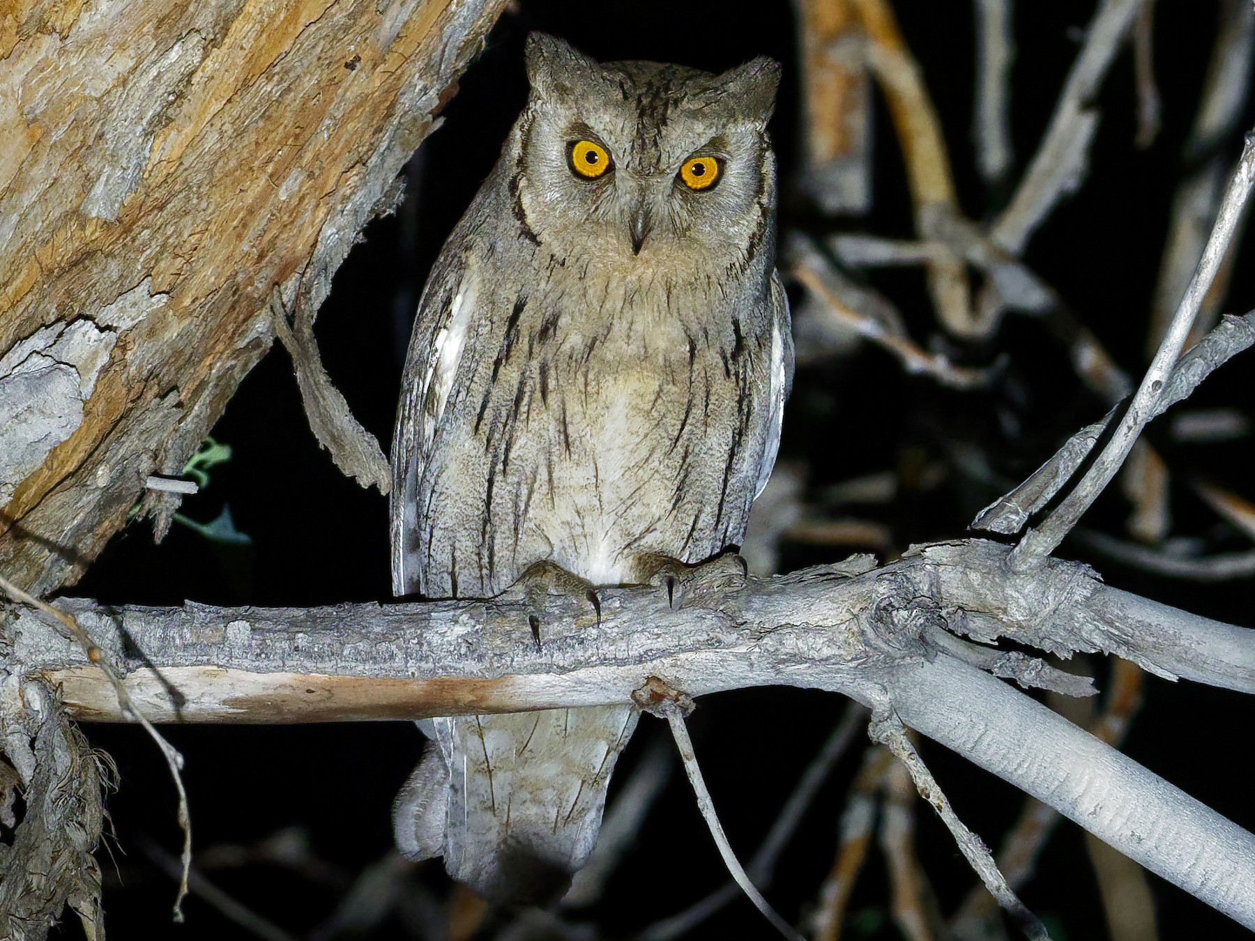 Pallid Scops-Owl - Vincent Wang