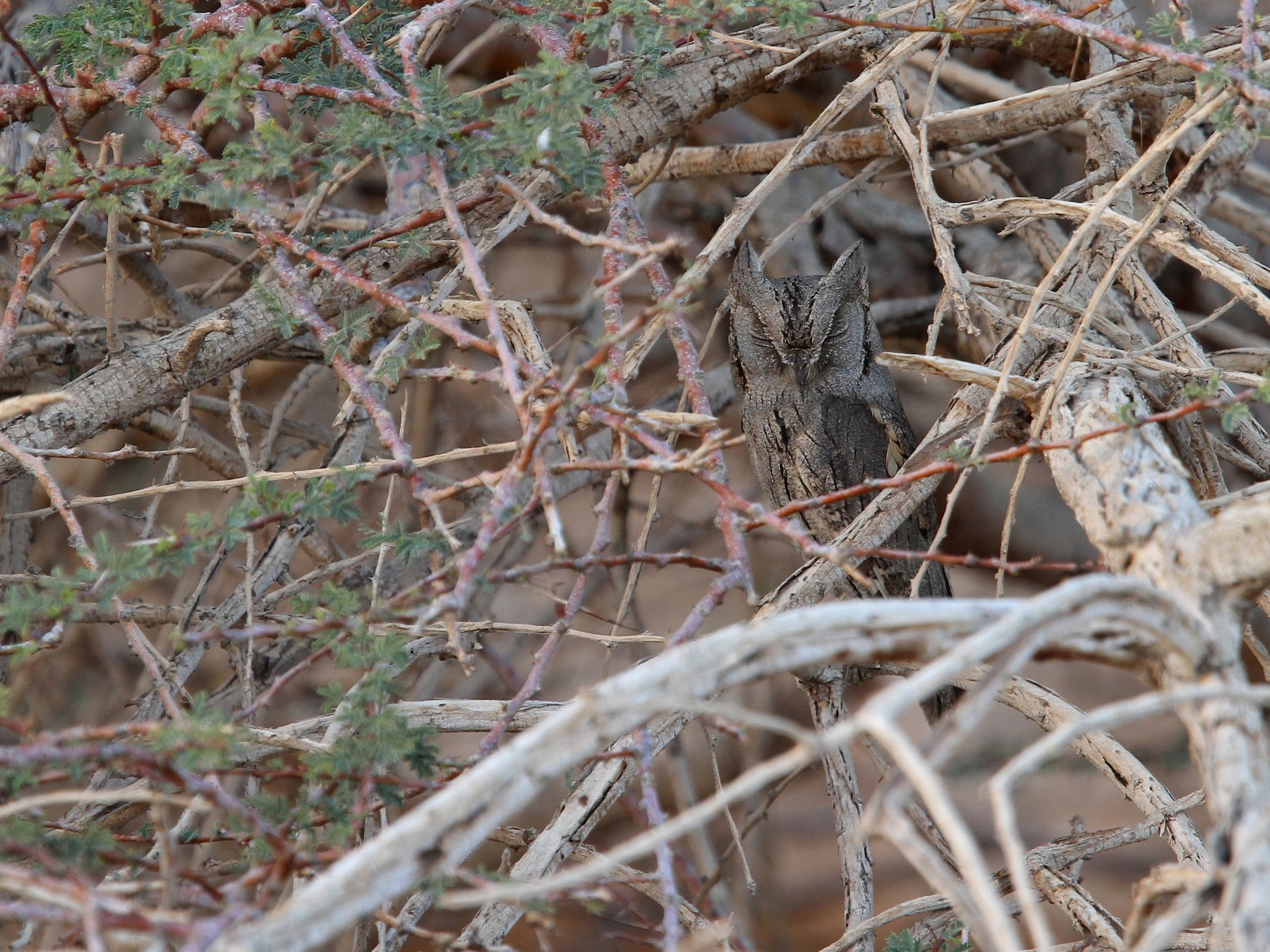 Pallid Scops-Owl - Christoph Moning