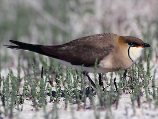  - Black-winged Pratincole