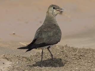 นกเต็มวัยชุดขนนอกฤดูผสมพันธุ์หรือนกวัยรุ่น - Omar alshaheen - ML139461361