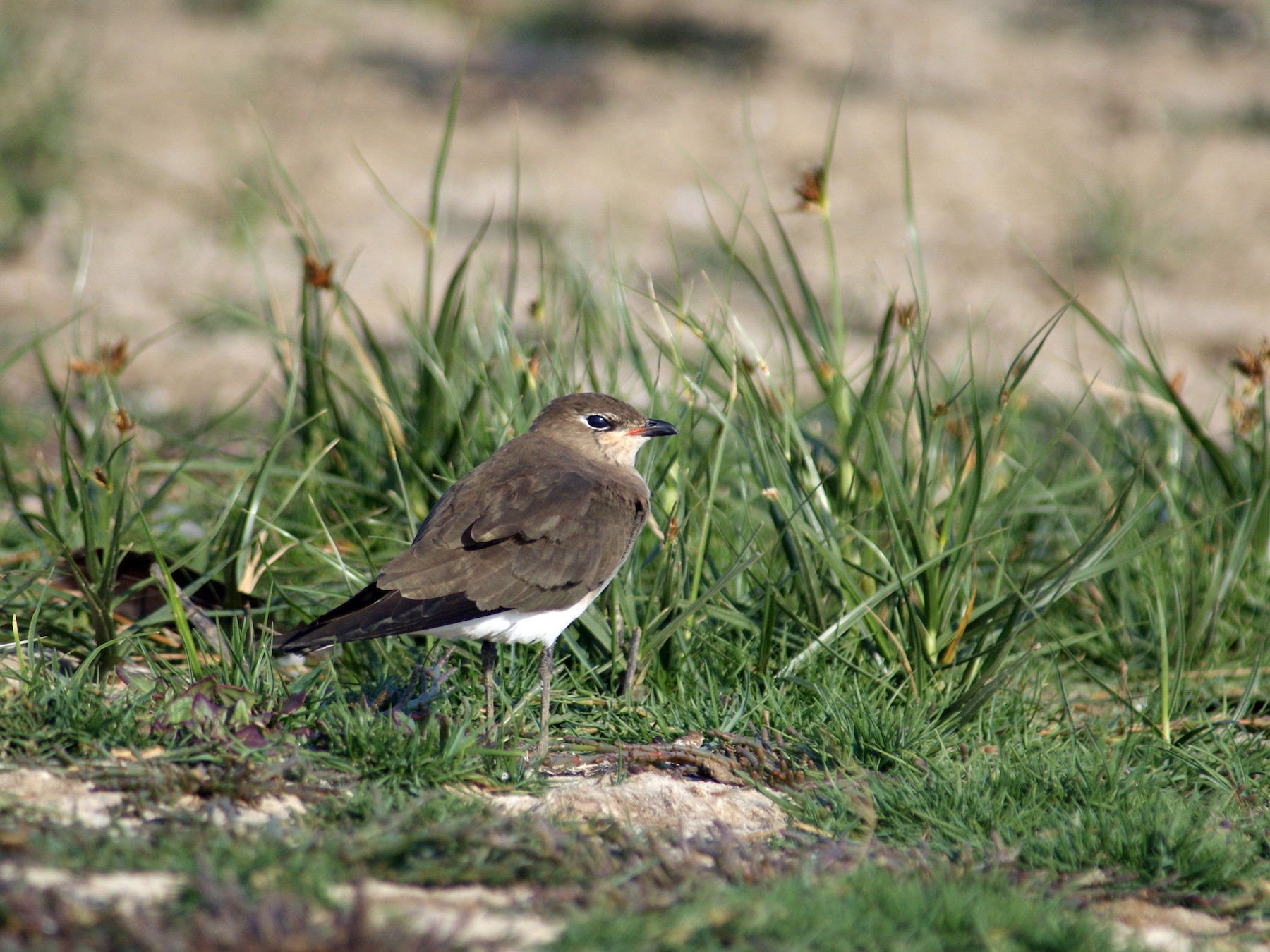 Blackwinged Pratincole eBird