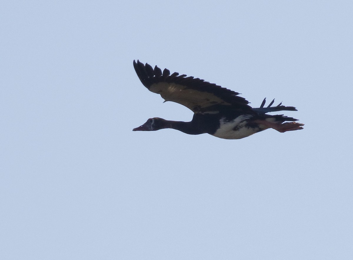 Spur-winged Goose - Dave Curtis
