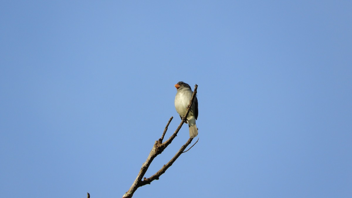 Gray Seedeater - ML139462541