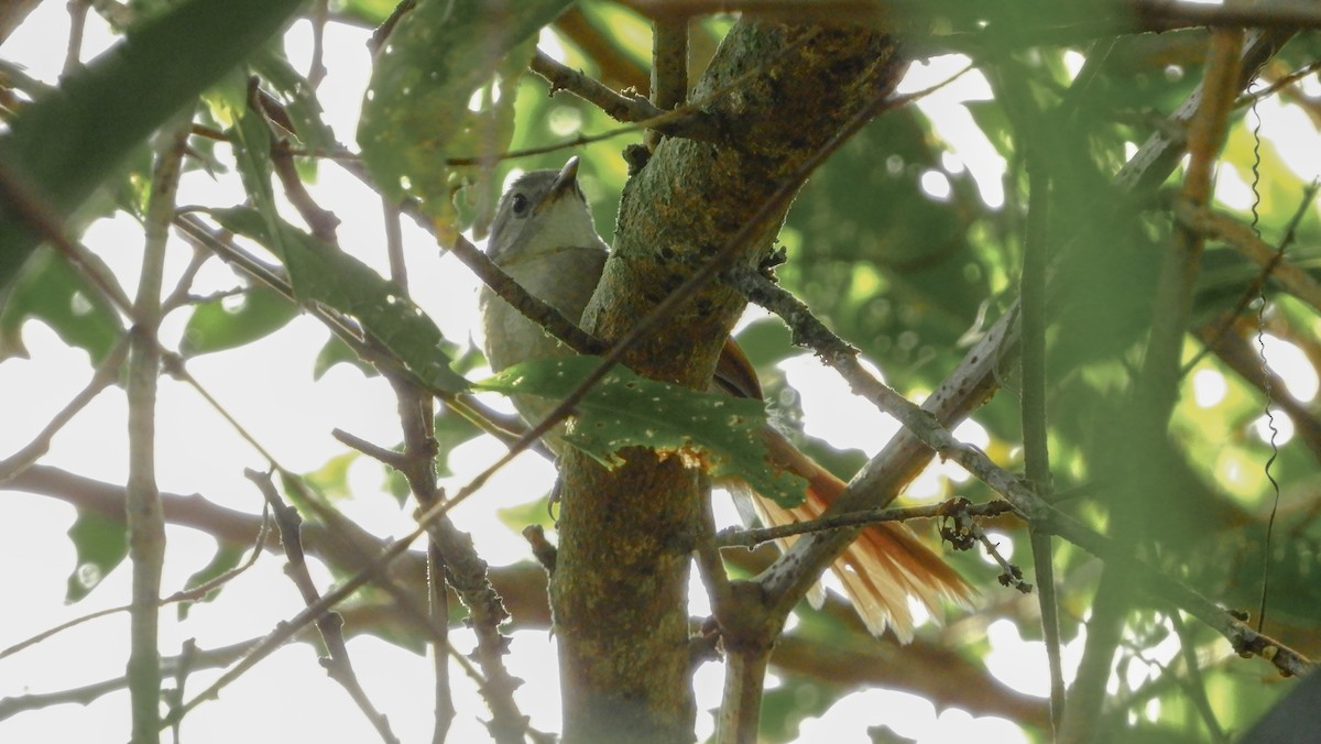 Plain-crowned Spinetail - ML139462701