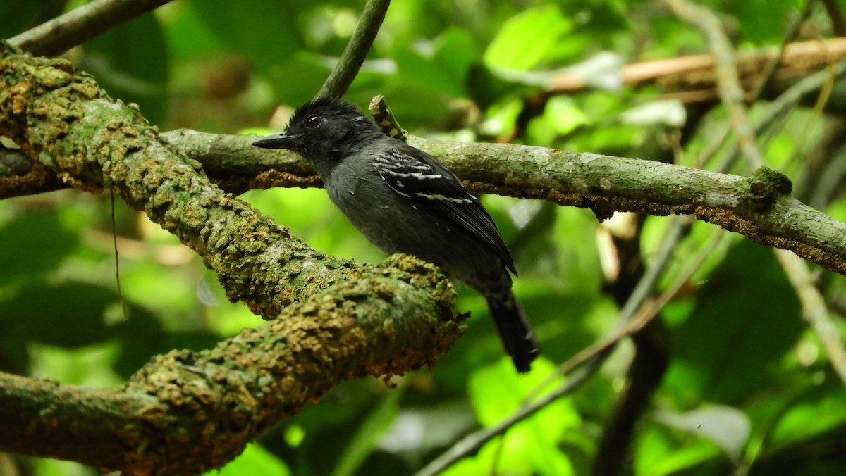 Blackish-gray Antshrike - Jorge Muñoz García   CAQUETA BIRDING
