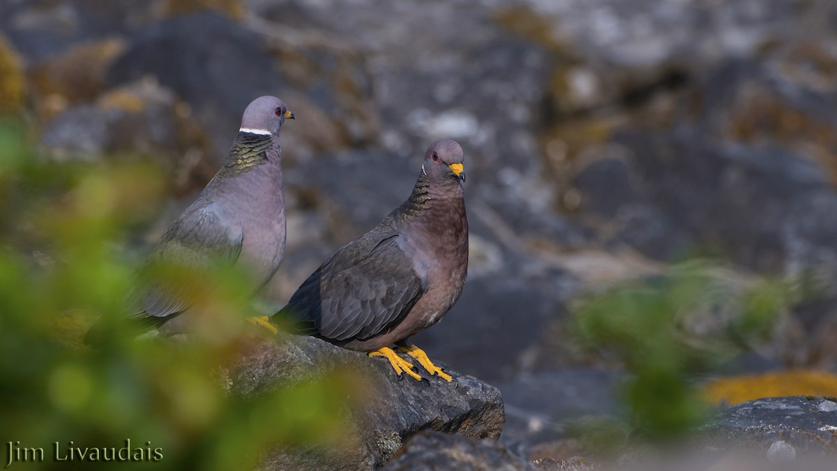 Band-tailed Pigeon - James Livaudais