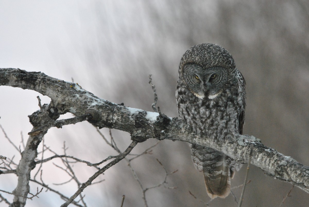 Great Gray Owl - Dale Wenger