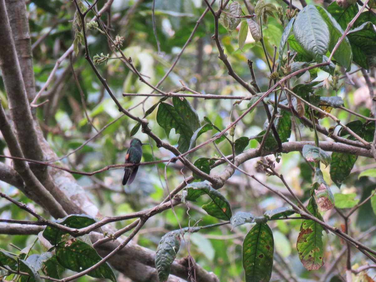 Stripe-tailed Hummingbird - ML139463661