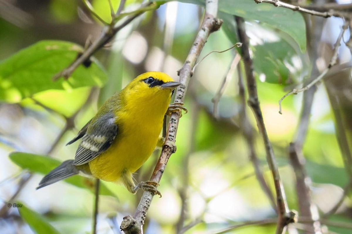 Blue-winged Warbler - Angel Castillo Birdwatching Guide