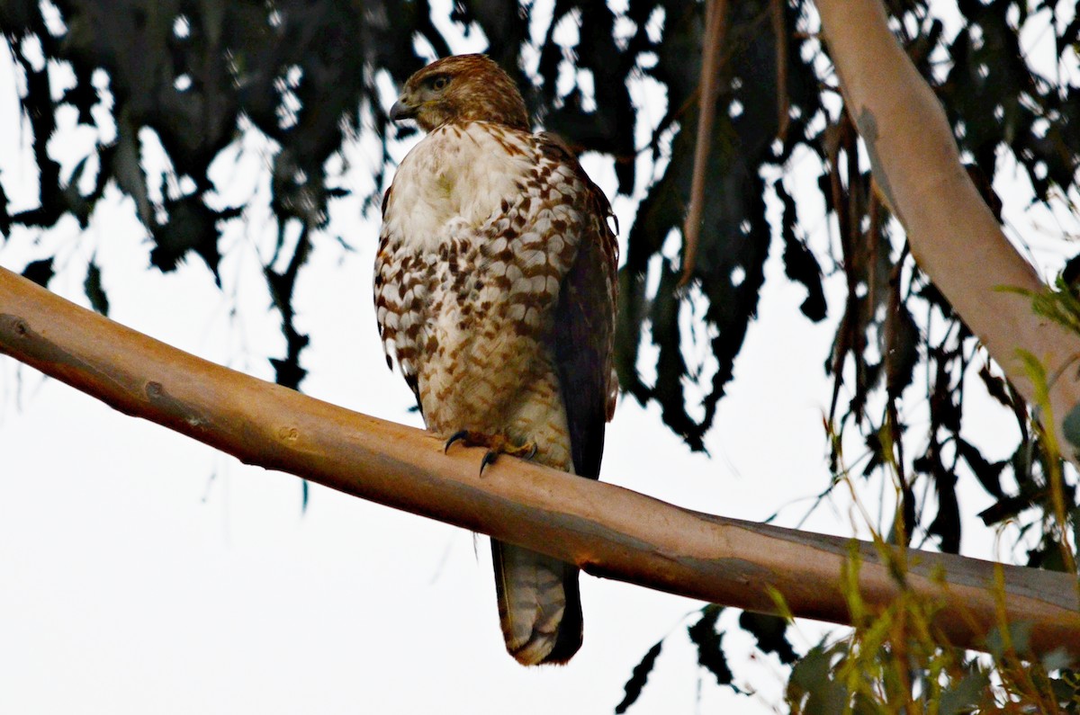 Red-tailed Hawk - Ginger Spinelli