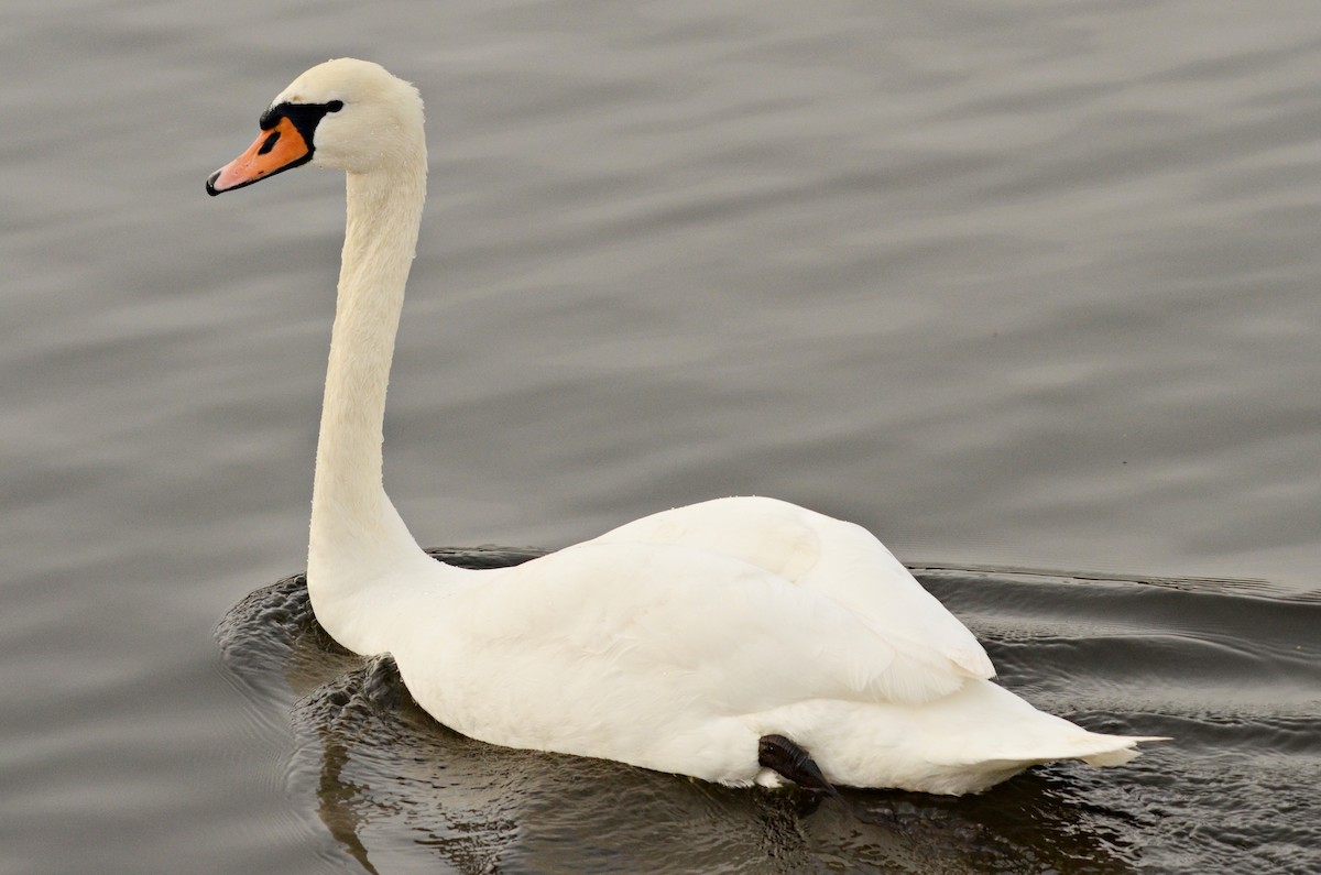 Mute Swan - Ginger Spinelli