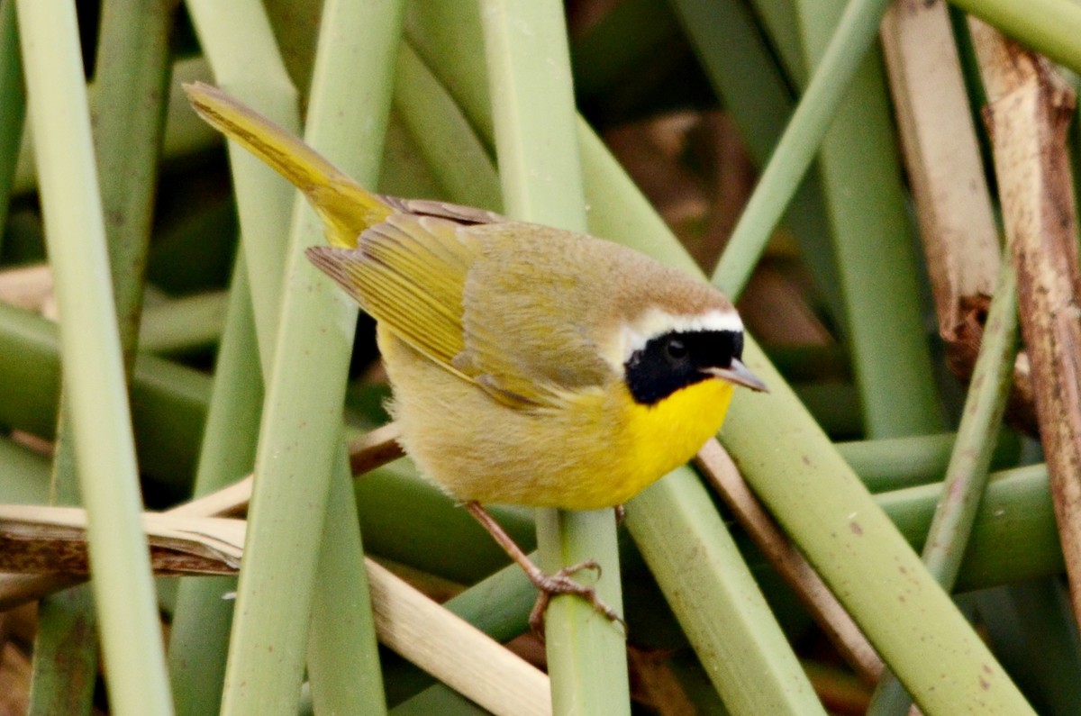 Common Yellowthroat - Ginger Spinelli