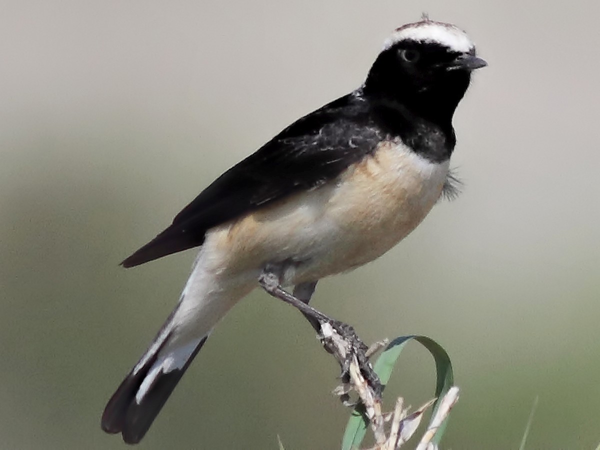 Cyprus Wheatear - Oenanthe cypriaca - Birds of the World