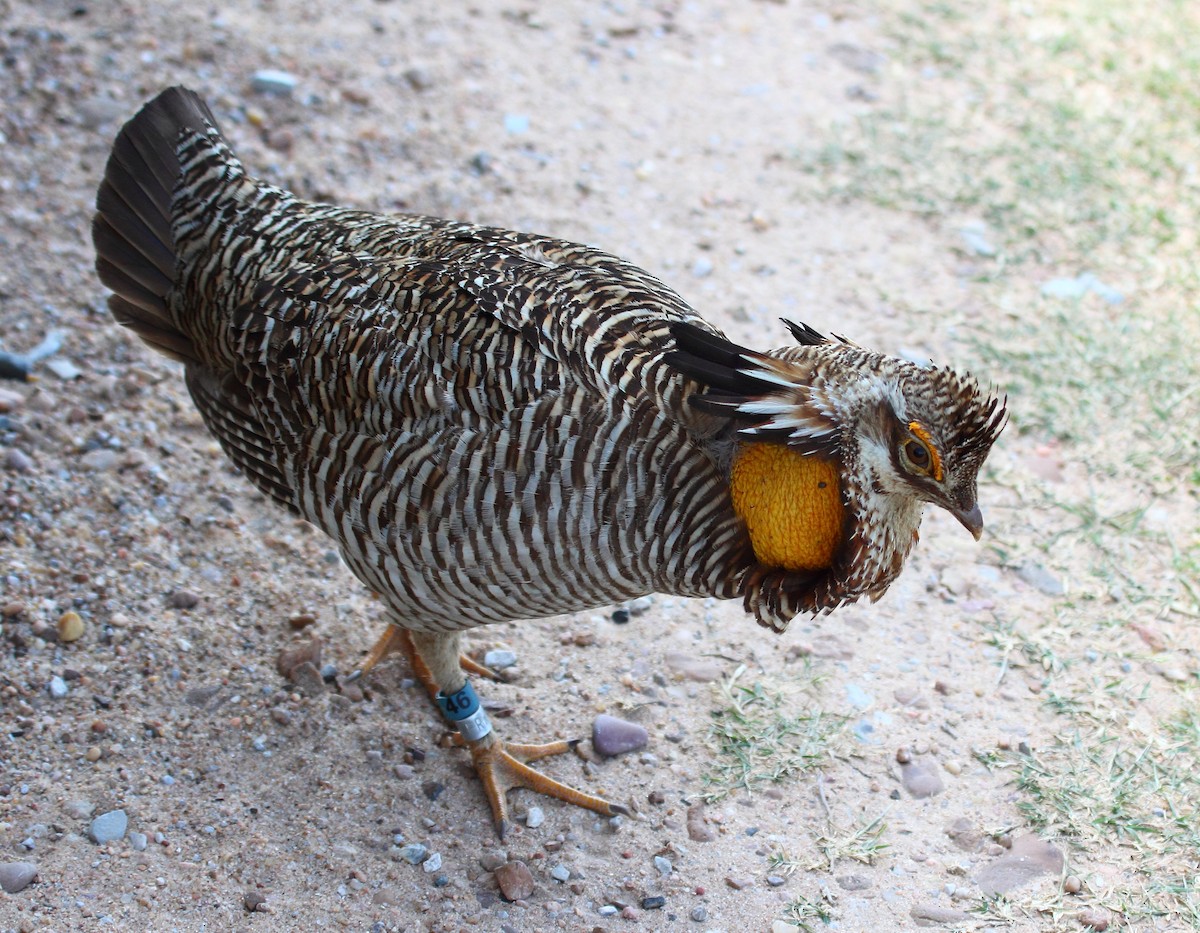Greater Prairie-Chicken (Attwater's) - jan liang
