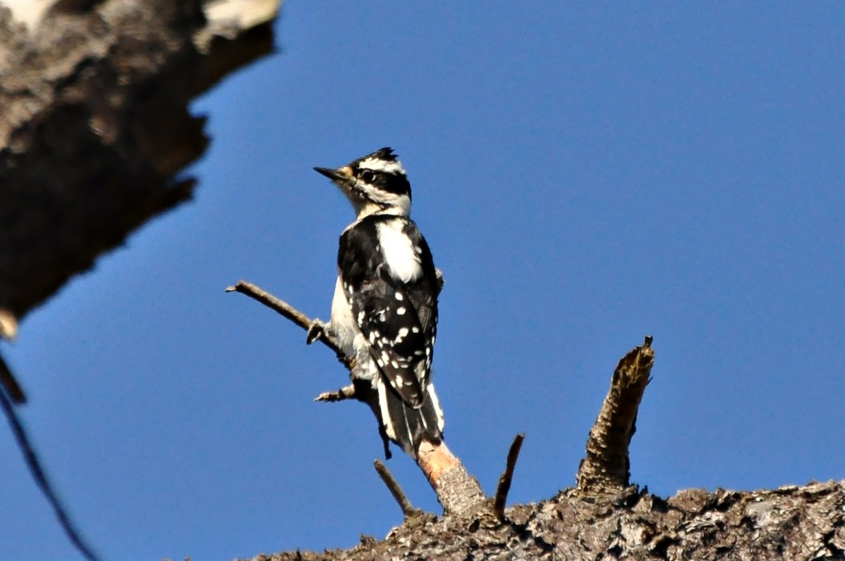 Downy Woodpecker - Ginger Spinelli