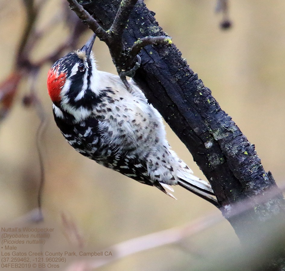 Nuttall's Woodpecker - ML139472401