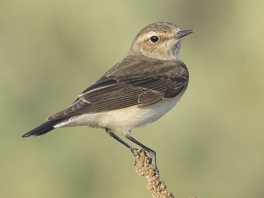 Pied Wheatear - eBird