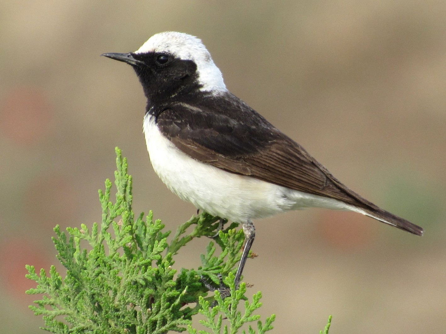 Pied Wheatear - Mark Chao