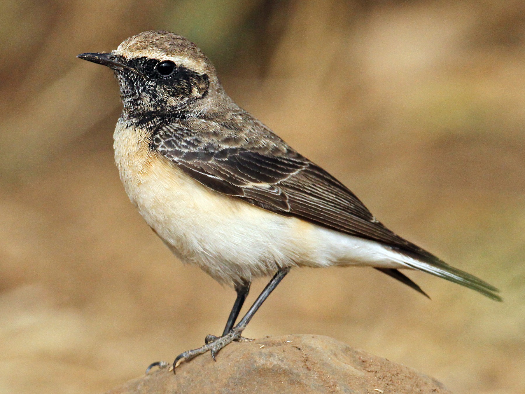 Pied Wheatear - Luke Seitz