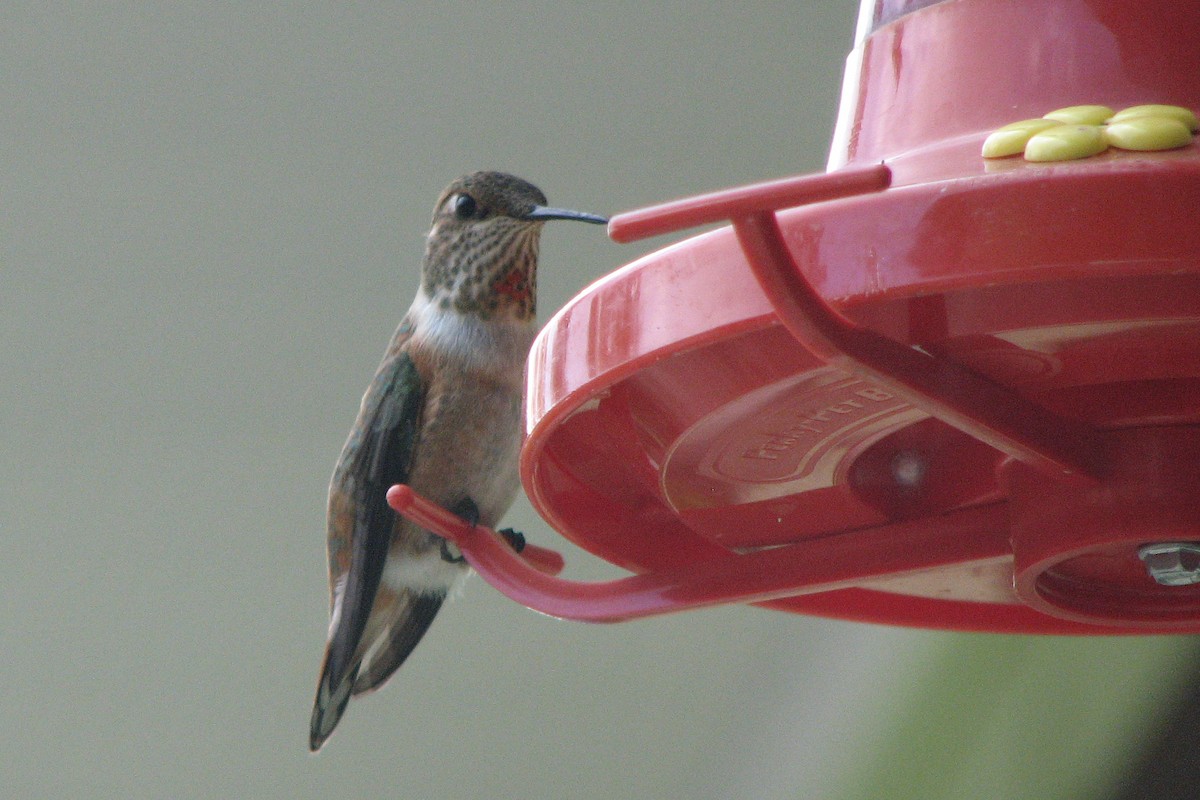 Rufous Hummingbird - ML139474751