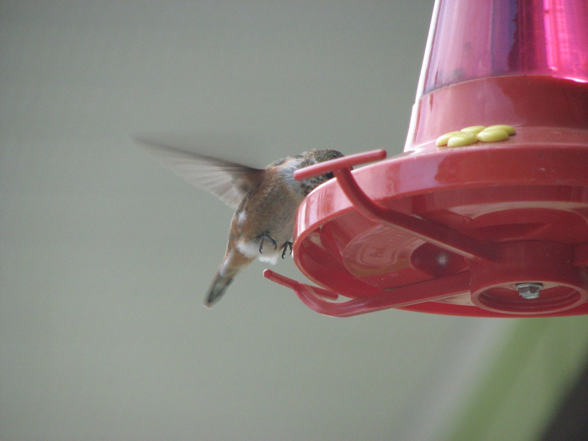 Rufous Hummingbird - ML139474791