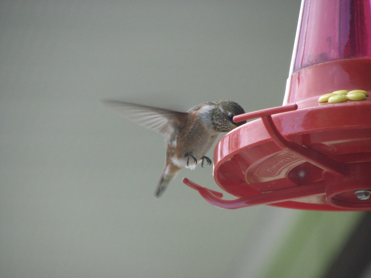 Rufous Hummingbird - ML139474811