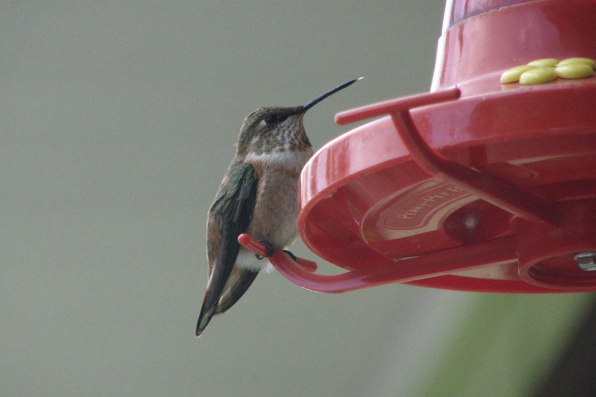 Rufous Hummingbird - ML139474881