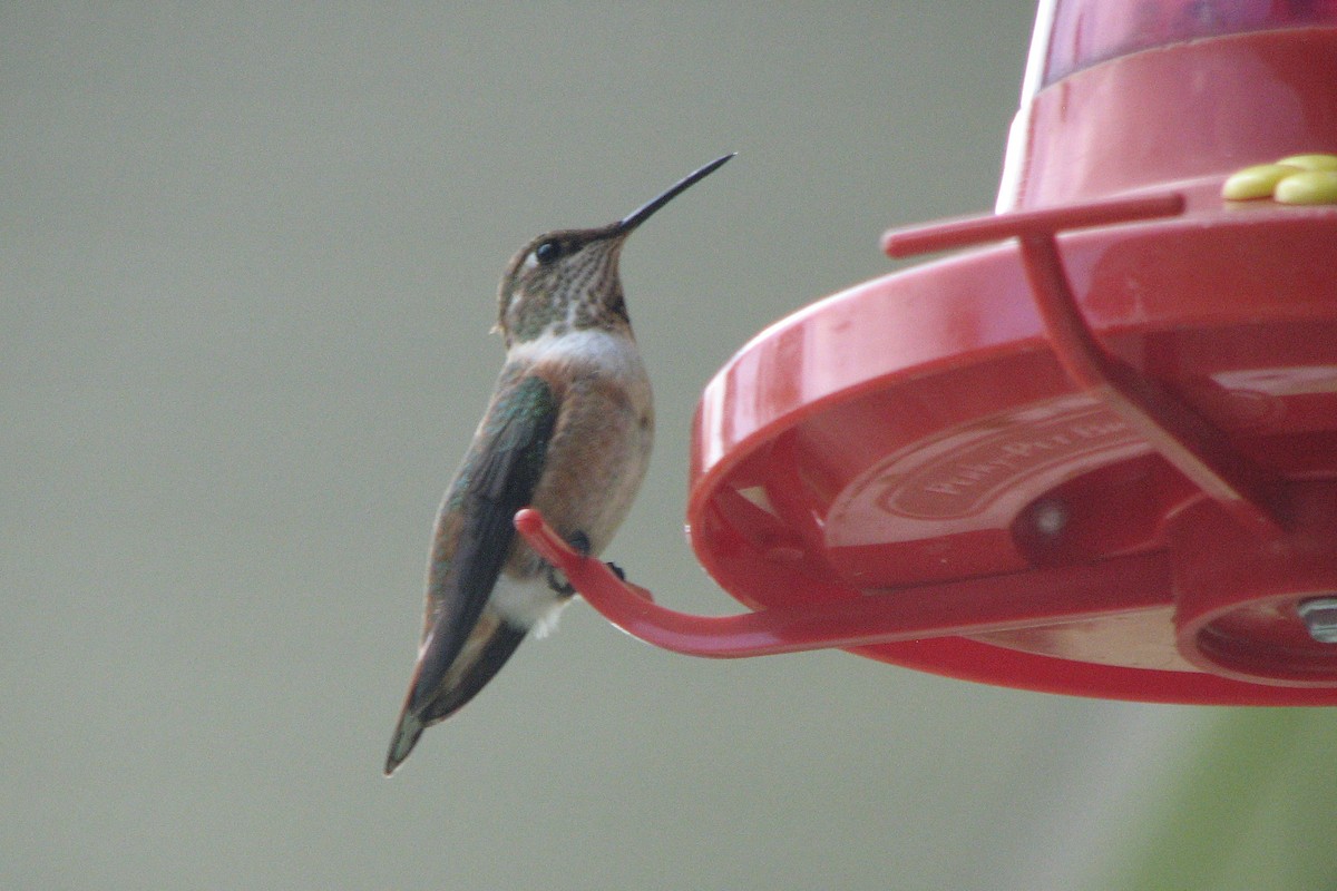Rufous Hummingbird - ML139474901