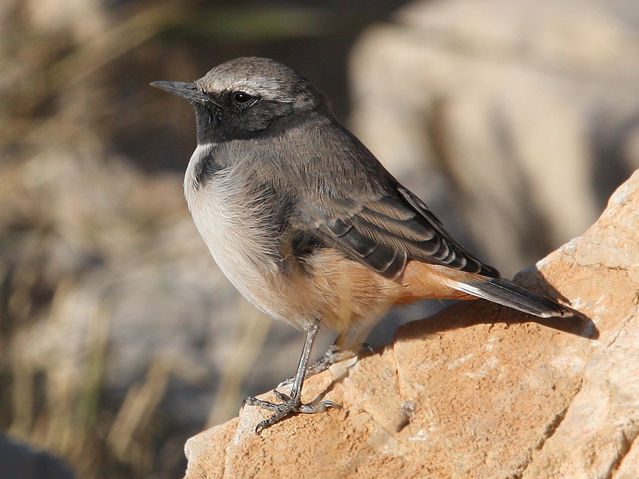 Traquet kurde ou T. à queue rousse - eBird