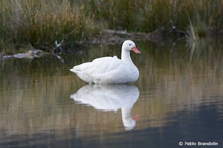 Coscoroba Swan, ML139476881