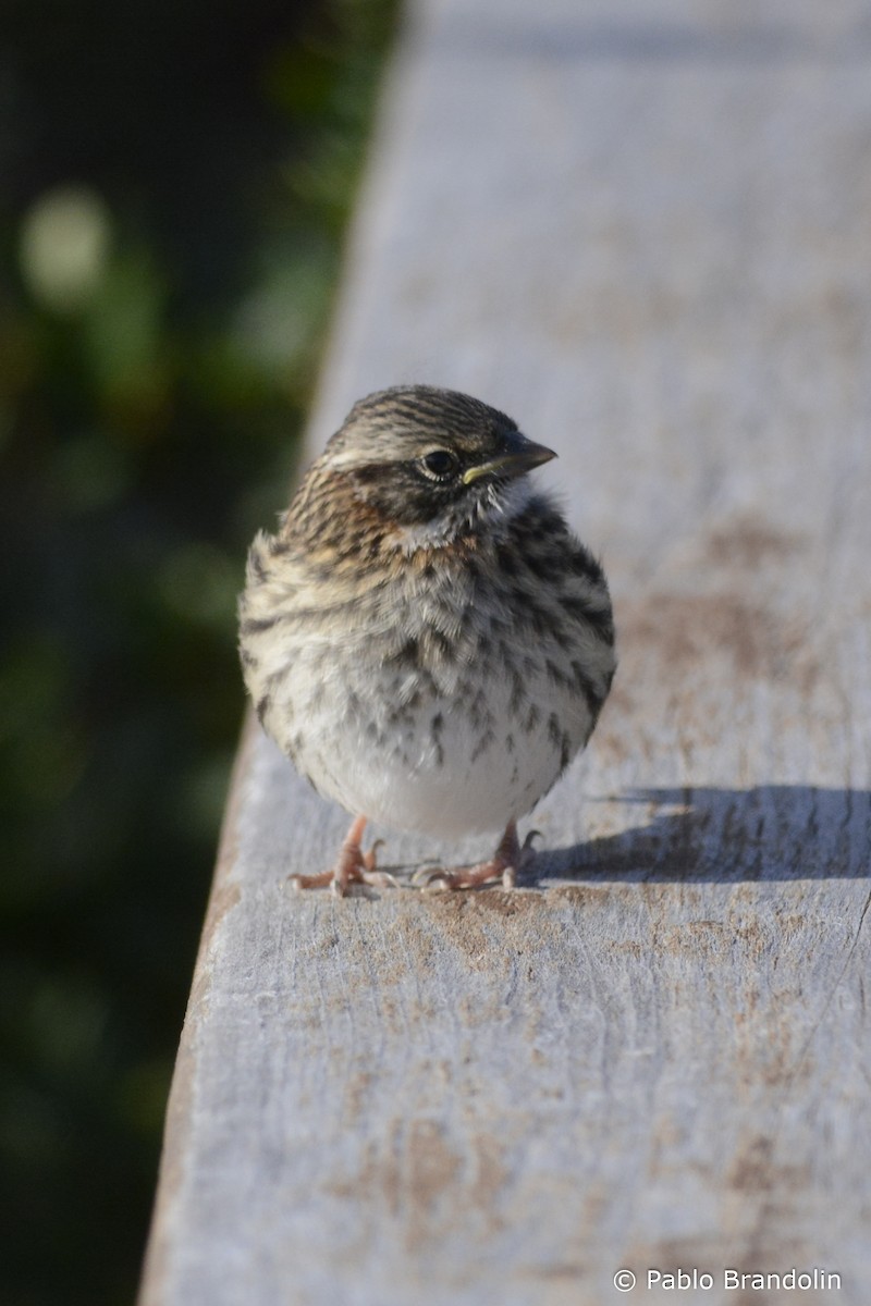 Rufous-collared Sparrow - ML139476901