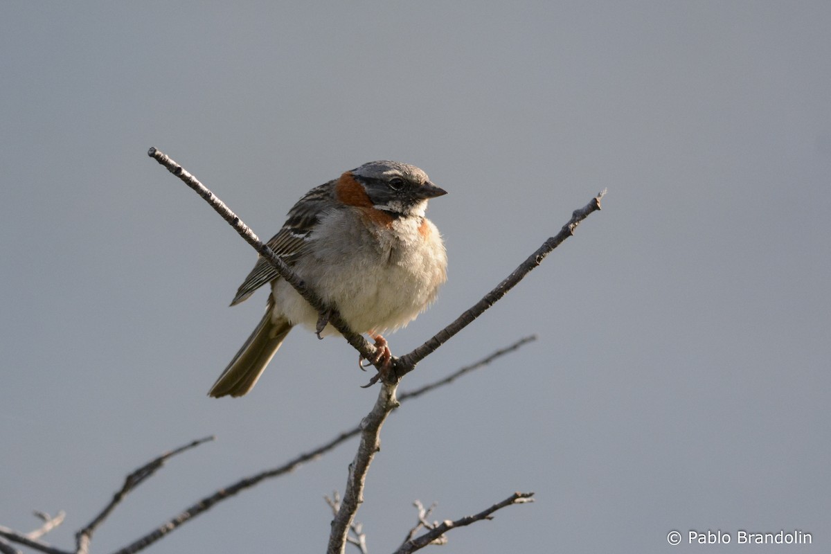 Rufous-collared Sparrow - ML139476951