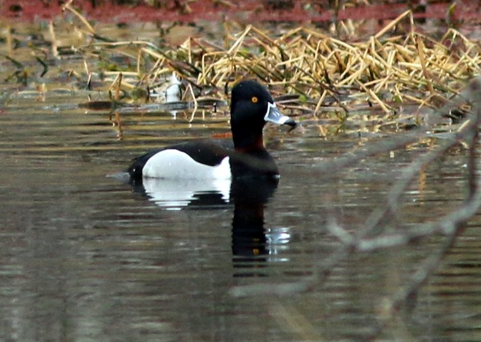 Ring-necked Duck - Steve Keith