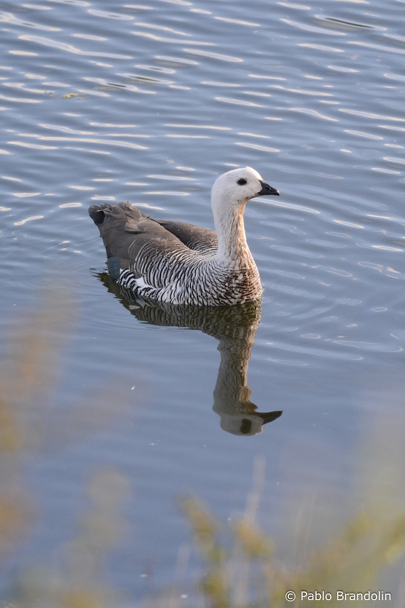 Upland Goose (Bar-breasted) - ML139477501
